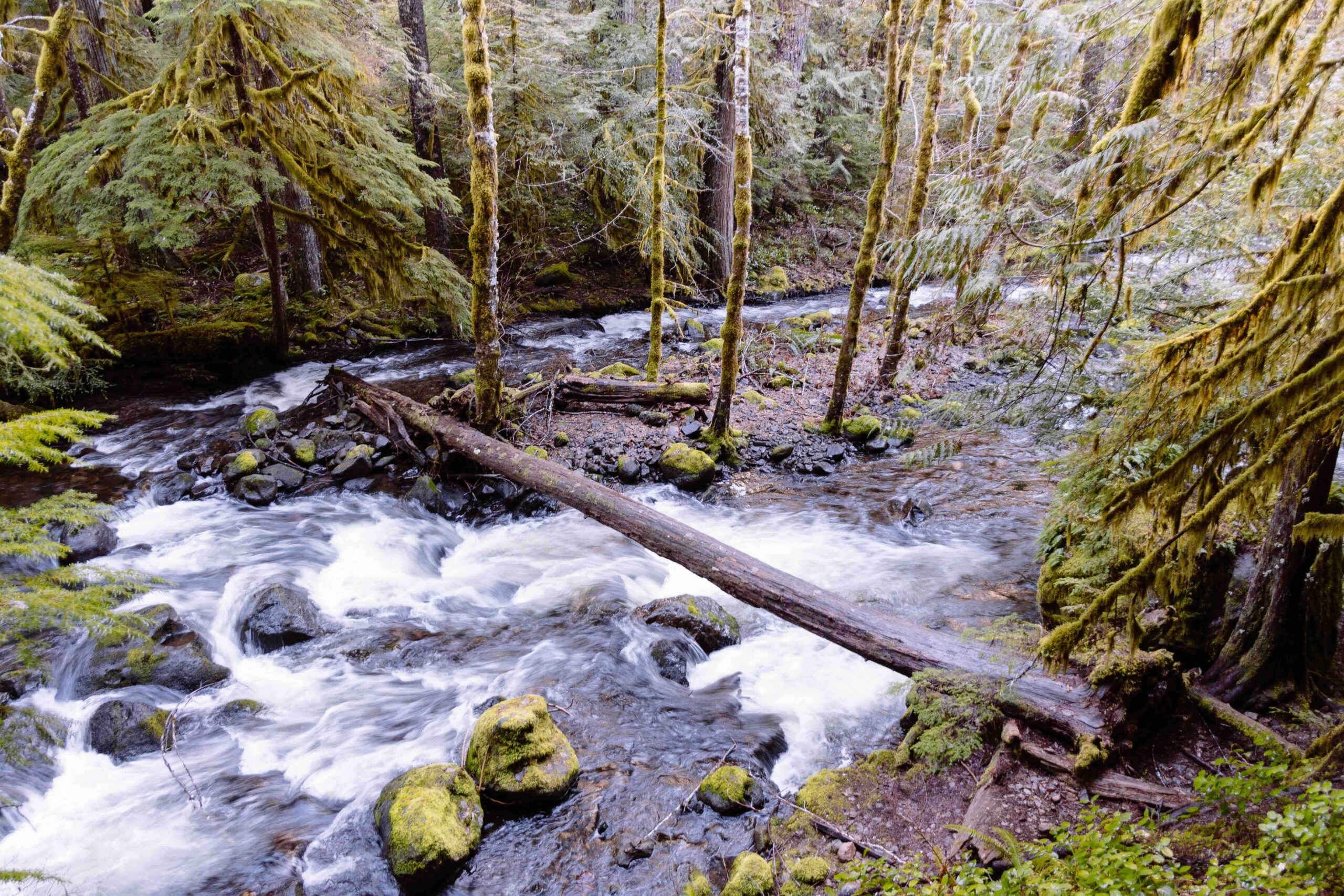 Beautiful shot of a lake in a forest in a rocky terrain An image of water flowing down a stream with a tree trunk over it